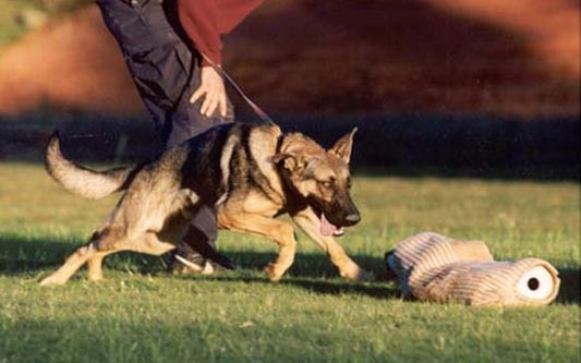 Will My Protection Trained Dog Be Safe With My Family?