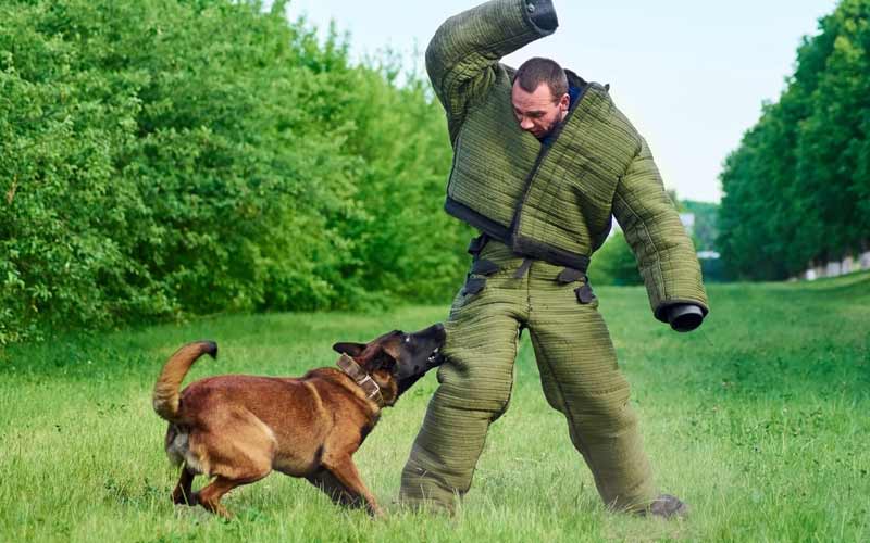 board and train dog training