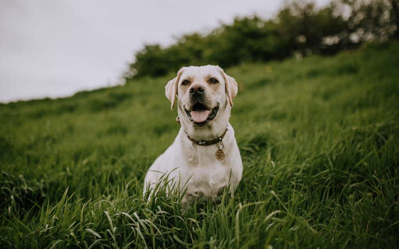 dog in field of grass