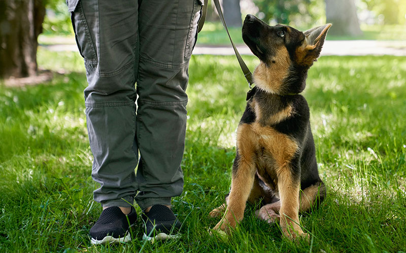 Errorless Dog Training - What Is It?