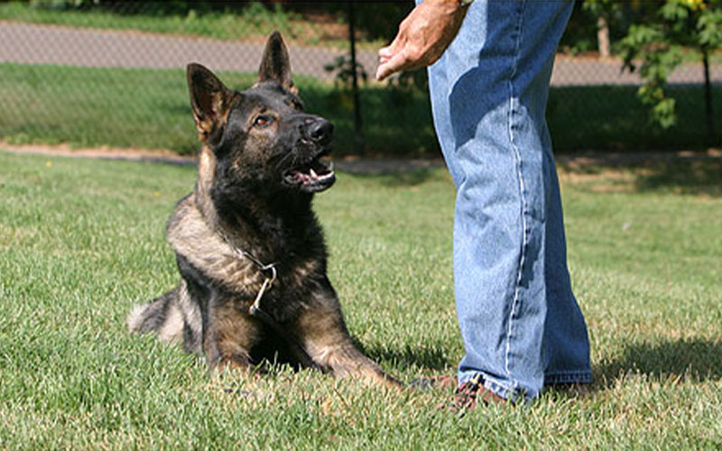 A dog watching a treat pouch during a training session