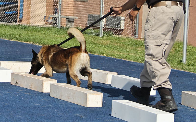 How do various training philosophies and techniques impact the reliability and generalization of detection dogs?