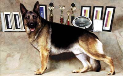 Balance Problems With the American Show German Shepherd