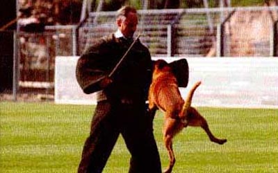 Accidental Bites and Poor Handling in K-9 Training