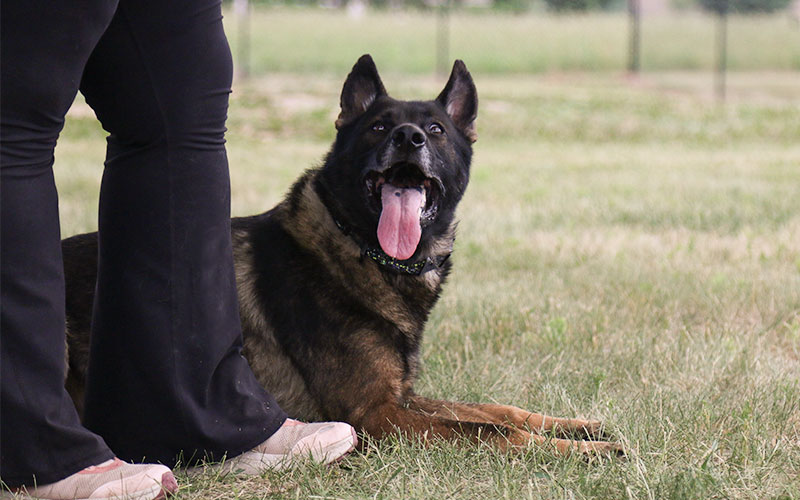 Heatstroke in Dogs: Recognizing the Danger and Applying the Rapid Cooling Protocol