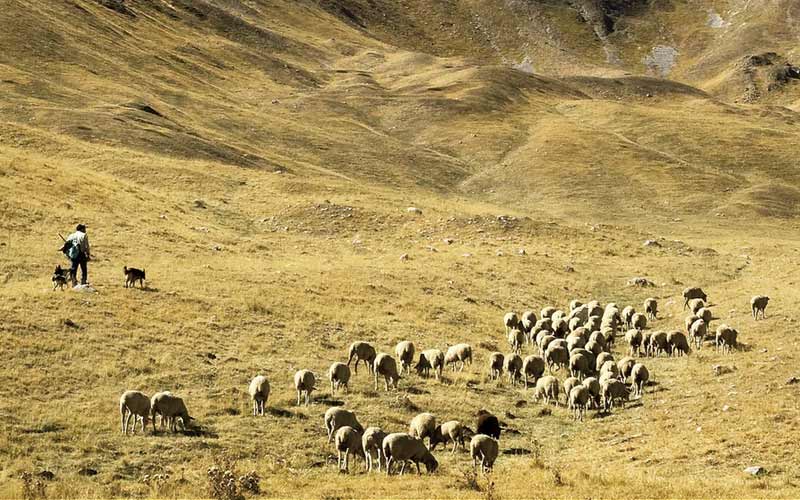 American Controversy over German Sheep Herding