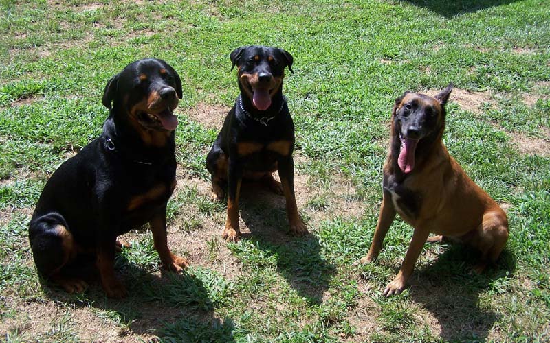 Size Matters! How to Safely Introduce Big and Little Dogs