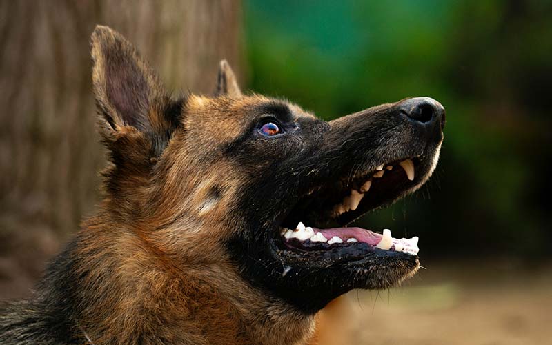 Jail Dogs: Training Law-Enforcement Canines for Detention Detail