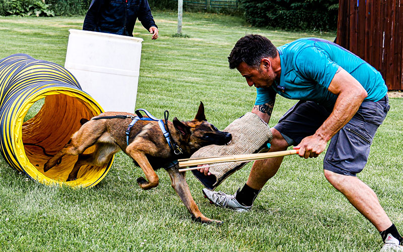 Every Team Is Unique: Why Training Must Adapt to the Dog and Its Handler
