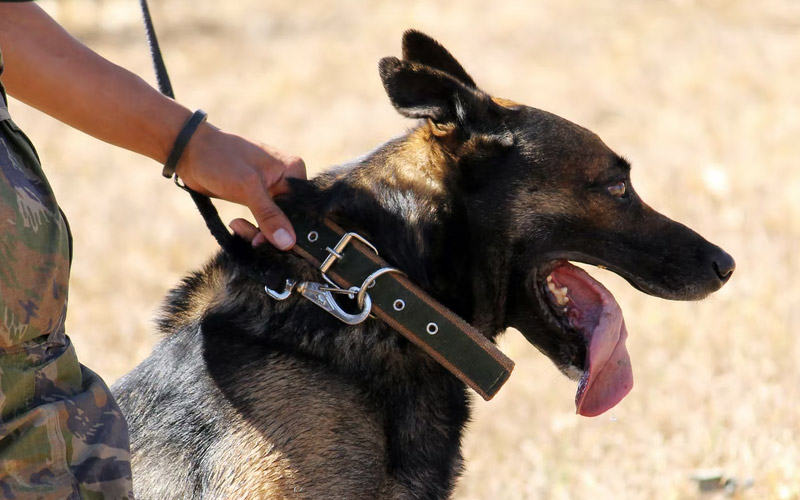 The Case for Compulsion in K-9 Training and Deployment