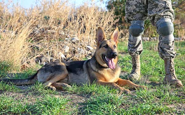 What to Expect in a Quality Basic K-9 Handler Course