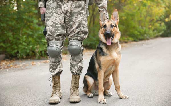 The Importance of Finding a Legitimate K-9 Instructor for Training Your Police Service Dog