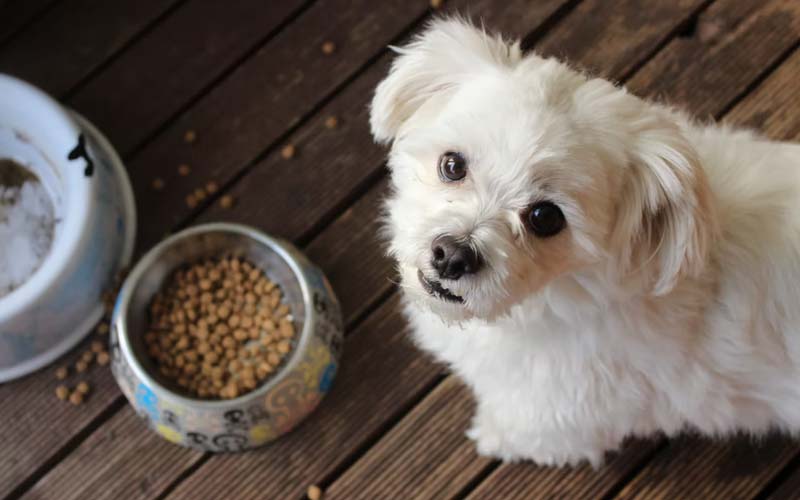 All-Natural Kibble Alternatives if You Can't Feed a Raw Diet