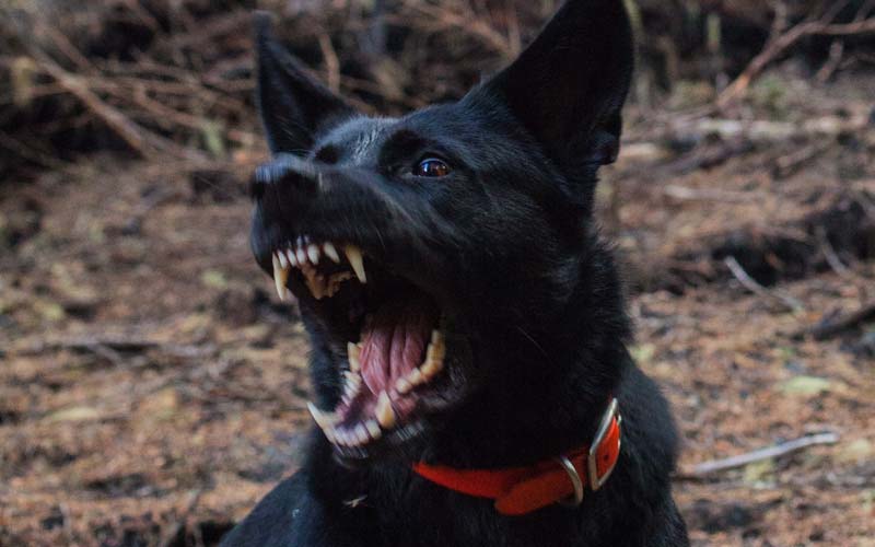 what defines an aggressive dog