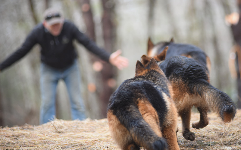 One Dog, Many People - And What Happens When You Add Other Dogs