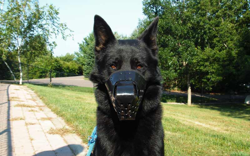 How to Select a Muzzle for Your Dog