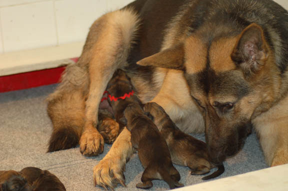 Natan Pups