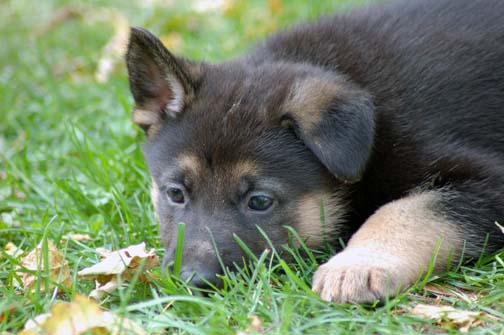 Leerburg | Puppy Training Articles