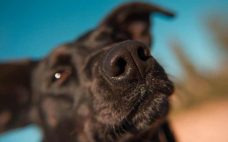 Nosework – My Dog's Got Class