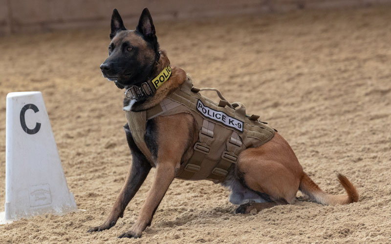 A Police K-9 Bit Its Handler 6 Times. What to do?