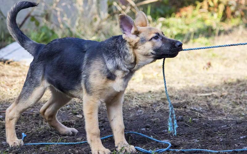 puppy pulling rope