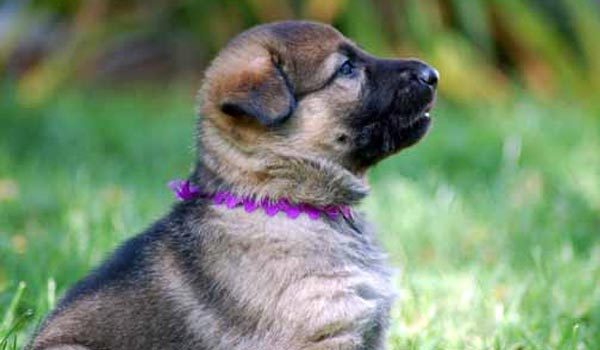 puppy with purple collar