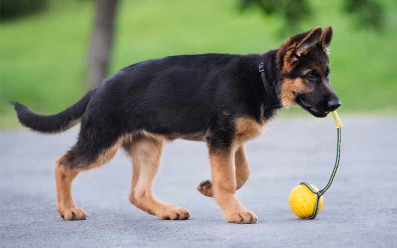 The Art of Redirecting Your Puppy