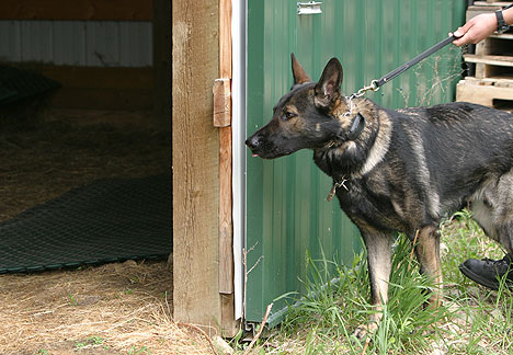 Bomb Dog Training Aid Evaluation: ScentLogix™