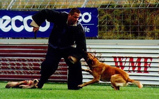 The Difference Between Schutzhund and KNPV Dogs