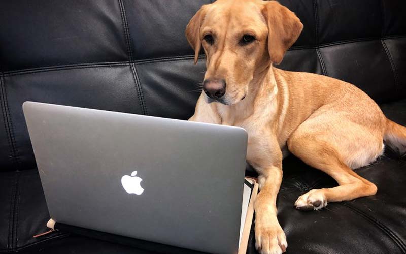 Social Media & Dog Training: Wading Through the Swamp of Information
