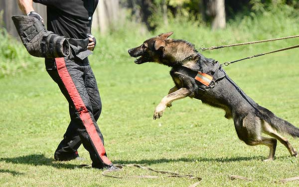 More on the State of the Biting Dog Sports and the Working Dog