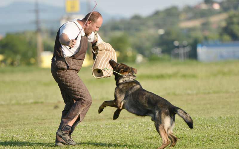 The Use of the Stick in Police Dog Training: Sport Trainers vs. Service Dog Trainers