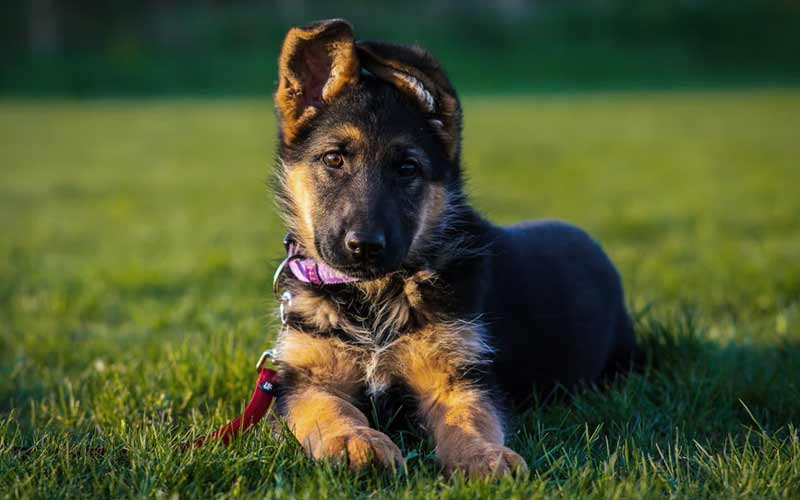 Taping German Shepherd Ears