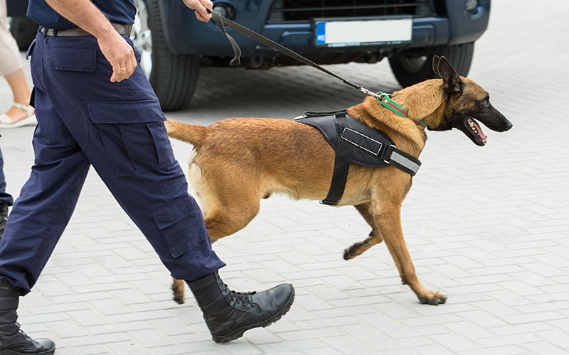 The Timeline of Behaviors for a K9 and Handler in a Detector Canine Sniff
