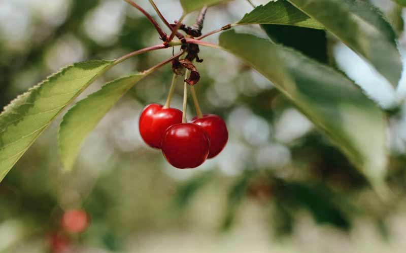 ingestion of the leaves and stems of several fruit trees are toxic to dogs