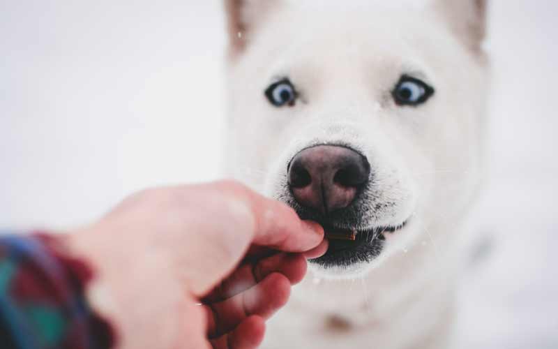 Using Treats in Your Dog Training