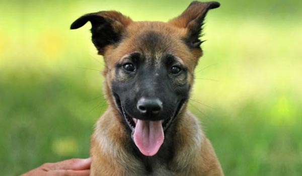 how long does it take for a german shepherd puppies ears to stand up