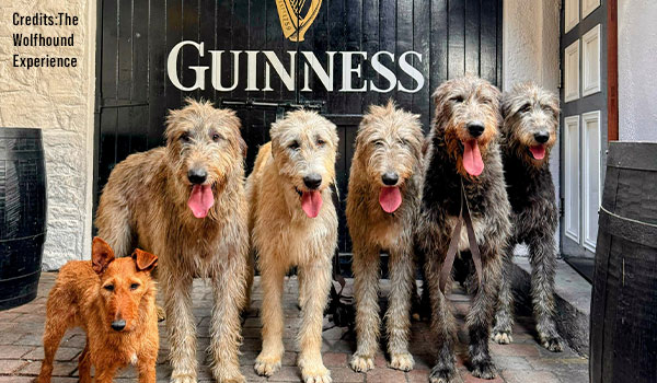 St. Patrick's Day & The Dog That Outlasted Empires