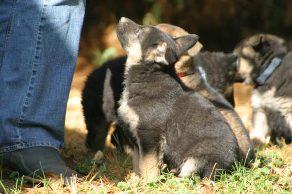 Leerburg Pups - 6 week old