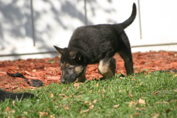 Leerburg Pups - 6 week old