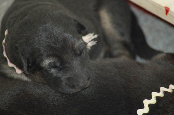 Leerburg Pups - 2 week old