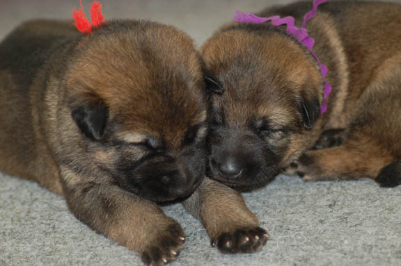 Leerburg Pups - 2 week old