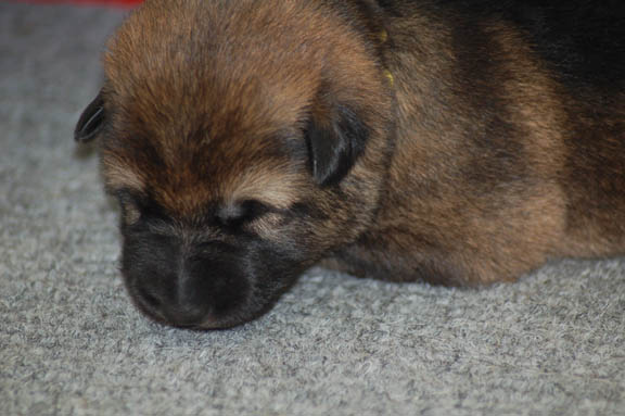 Leerburg Pups - 1 week old