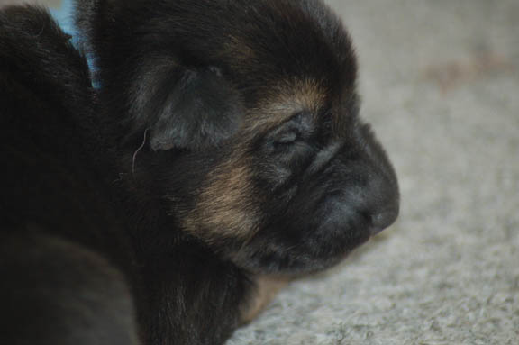 Leerburg Pups - 1 week old