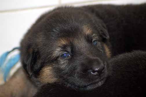 Leerburg Pups - 3 week old