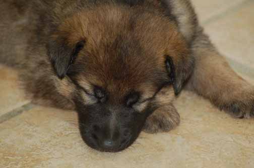 Leerburg Pups - 4 week old