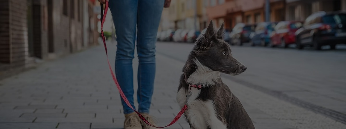 A dog looking anxious near a busy road