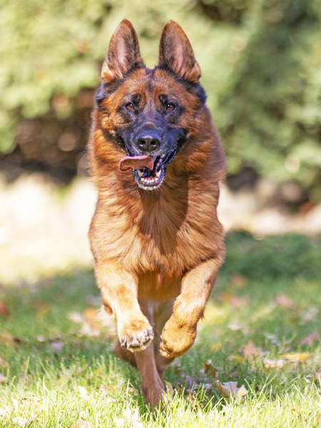 Training Your Dog to Come When Called
