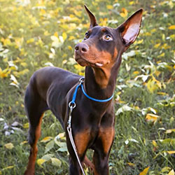 Dog wearing a Dominant Dog Collar