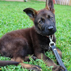 Puppy wearing a Leerburg Leather Leash